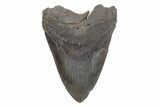 Giant, Fossil Megalodon Tooth - South Carolina #221788-1